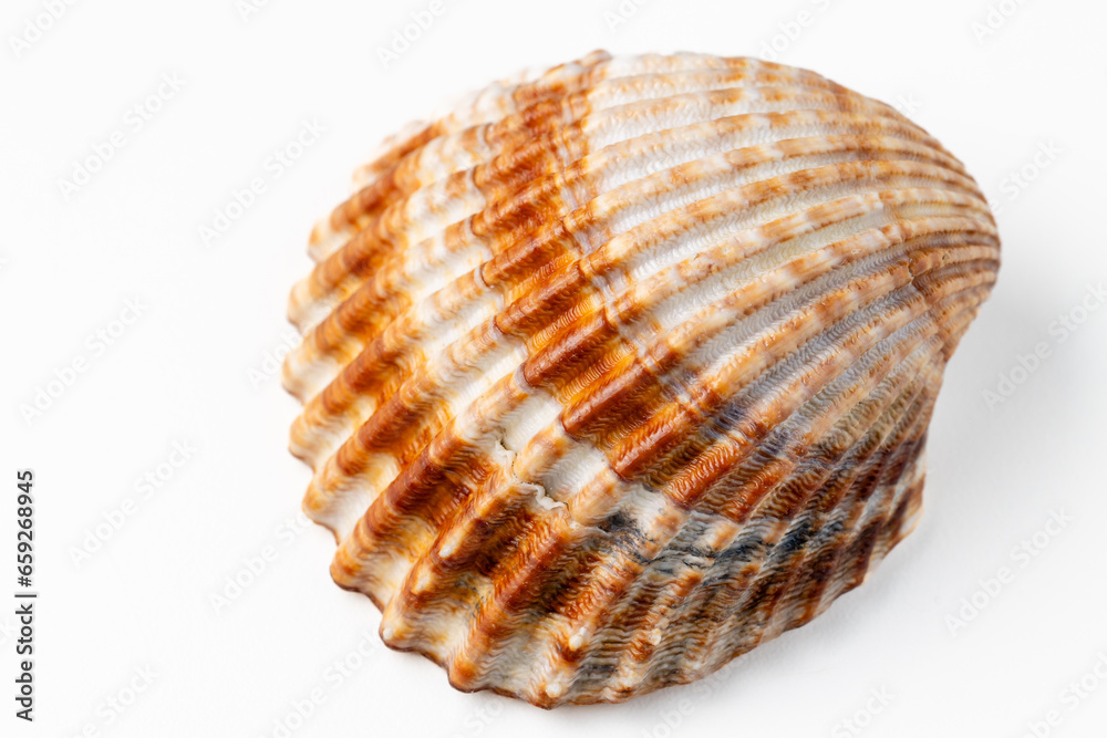 seashells on white background in macro photography seashells on white background in macro photography