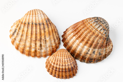 seashells on white background in macro photography