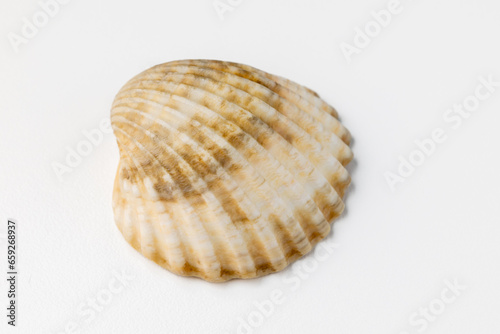 seashells on white background in macro photography