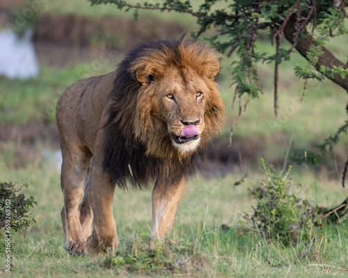 Slika na platnu Male Lion, Masai Mara, Kenya