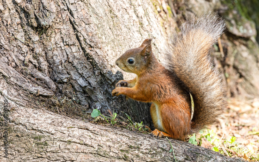 fluffy red squirrel searches for food in autumnal park