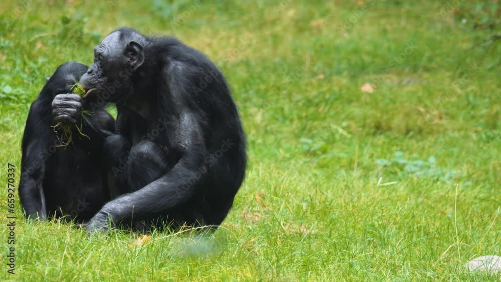 Close up of Bonobo ape on a meadow eating grass Close up of Bonobo ape on a meadow eating grass