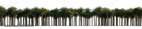 isolated dates palm phoenix canariensis,  © AK082