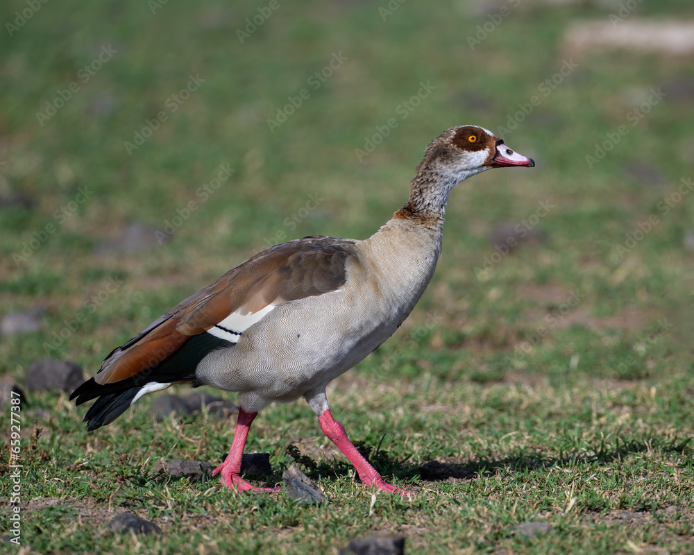 Egyptian Goose Egyptian Goose