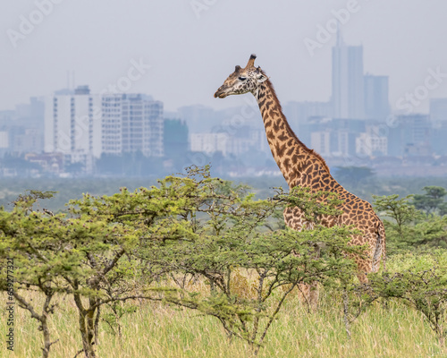 Masai Giraffe with Nairobi in the background, Kenya.