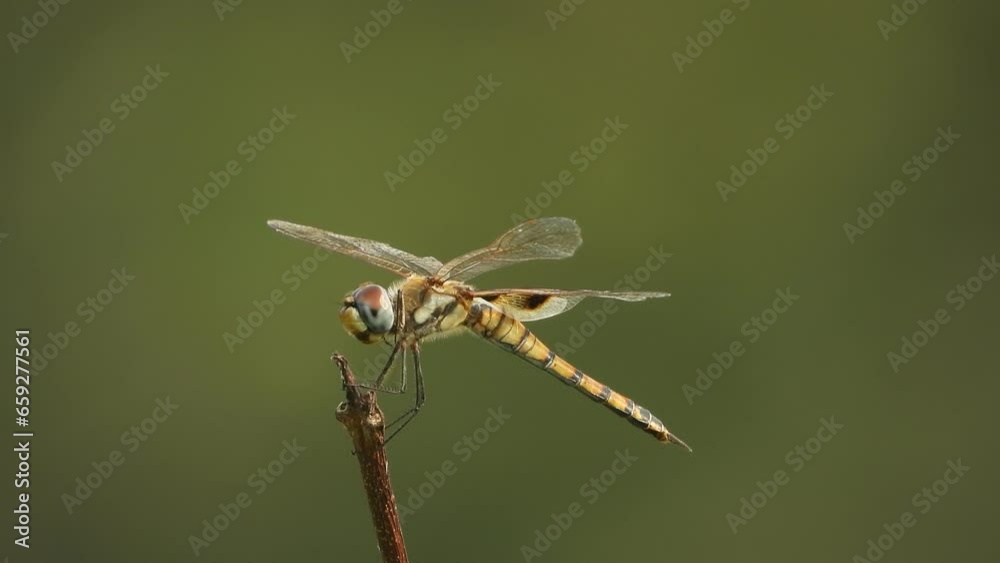 Dragonfly - in wind - waiting for hunt. Dragonfly - in wind - waiting for hunt.
