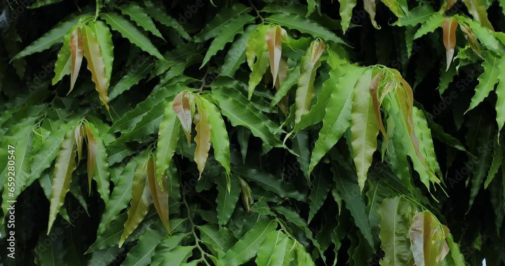 Ashoka tree. Green leaves. Green background.