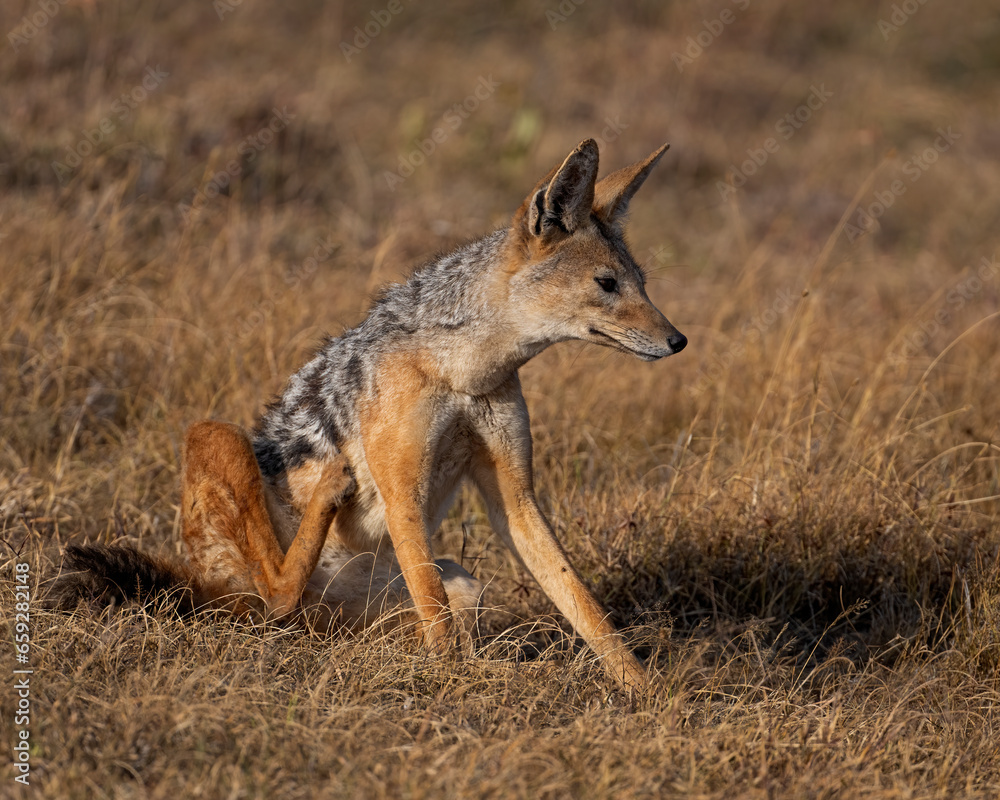 Black-backed Jackal, Masai Mara, Kenya