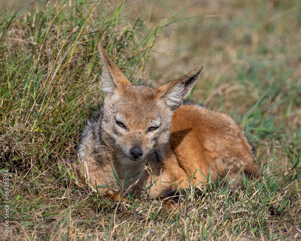 Black-backed Jackal, Masai Mara, Kenya