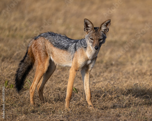 Black-backed Jackal, Masai Mara, Kenya