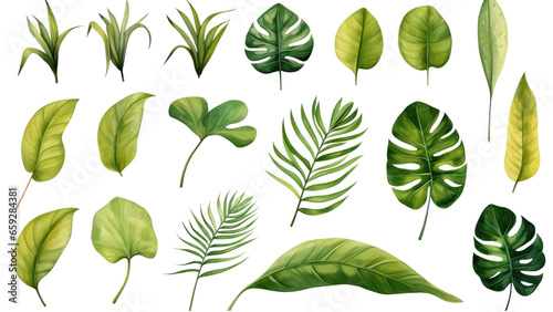 Exotic plants, palm leaves, monstera on an isolated transparent white background, watercolor vector illustration © Sasint
