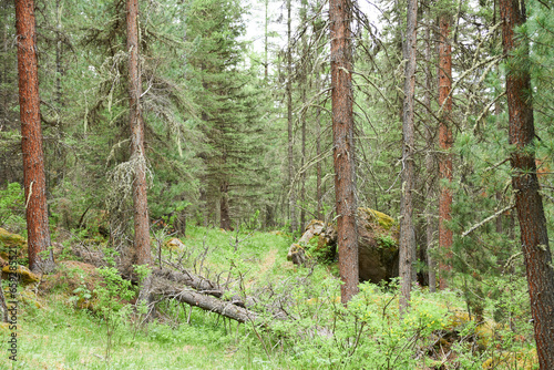 A large moss-covered rock in a pine forest.