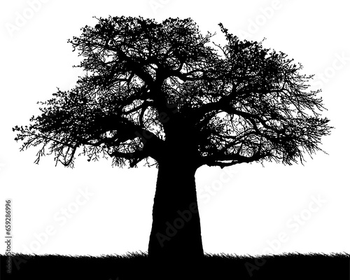 Vector silhouette of an African baobab tree on a white background.