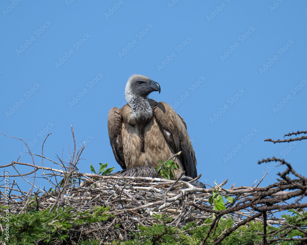 White-backed Vulture on nest, Masai Mara, Kenya White-backed Vulture on nest, Masai Mara, Kenya