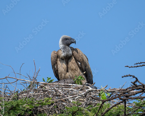 White-backed Vulture on nest, Masai Mara, Kenya