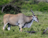 Eland, Masai Mara, Kenya