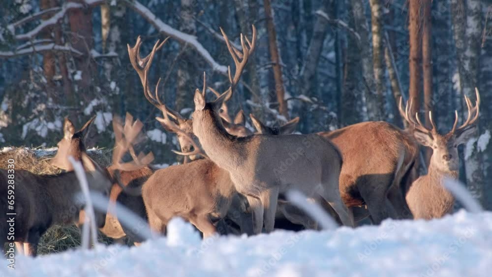 Deer in the winter forest at sunset. Close-up