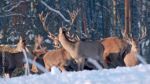 Deer in the winter forest at sunset. Close-up