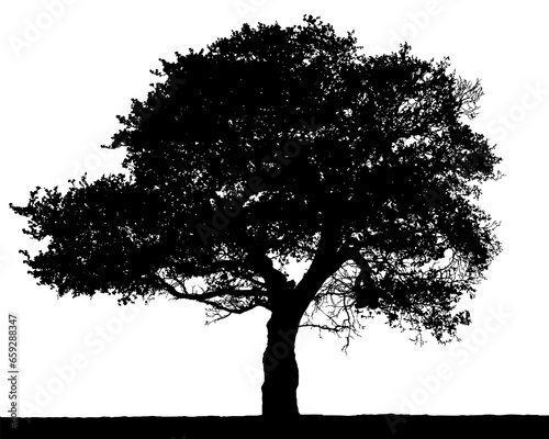 Illustration of an oak tree silhouette on a white background in vector format.