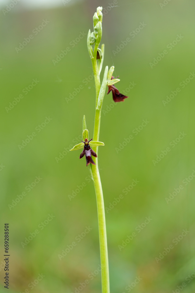 Fliegen-Ragwurz, Ophrys insectifera, Fliegenragwurz Fliegen-Ragwurz, Ophrys insectifera, Fliegenragwurz