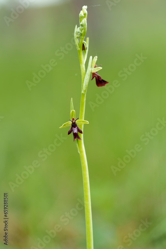Fliegen-Ragwurz, Ophrys insectifera, Fliegenragwurz