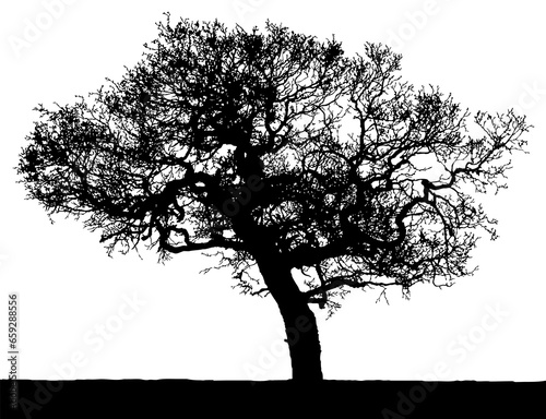 Black vector image of a silhouette of a large tree in winter  isolated on a white background.