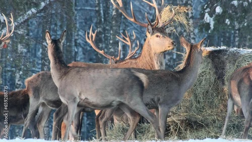 A family of deer eat food from a haystack in winter in the forest, in the park. Close-up