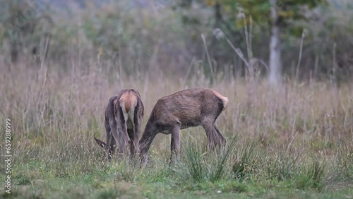 Two deer  females with male on background (Cervus elaphus) photo