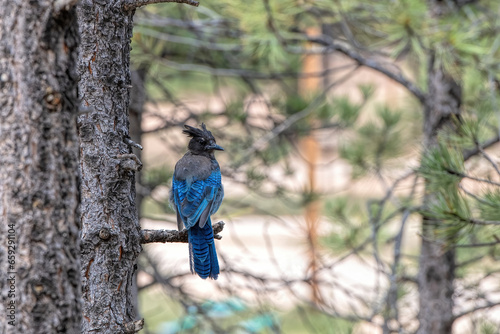 Blue Jay in the United States photo