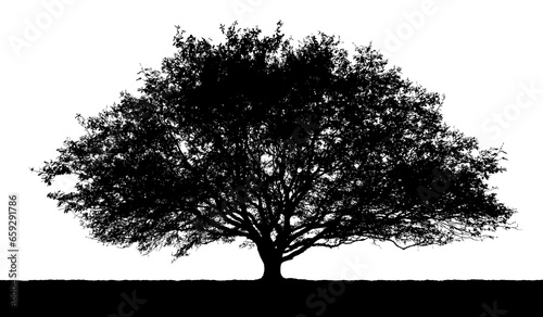 Black vector silhouette of a large tree in summer  isolated on a white background.
