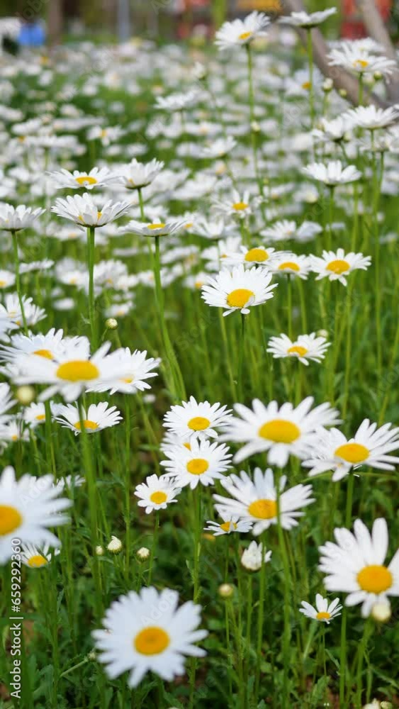 Blooming Chrysanthemum Maximum in the park Blooming Chrysanthemum Maximum in the park