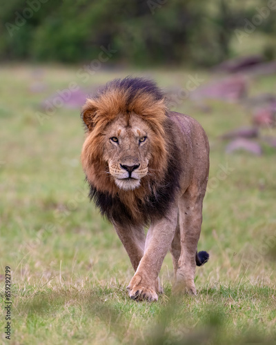 Male Lion  Masai Mara  Kenya