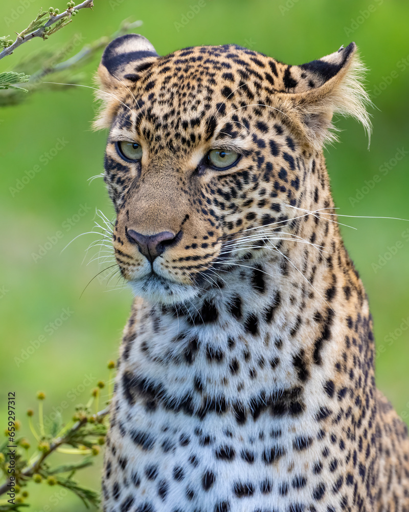 Obraz premium Leopard, Masai Mara, Kenya