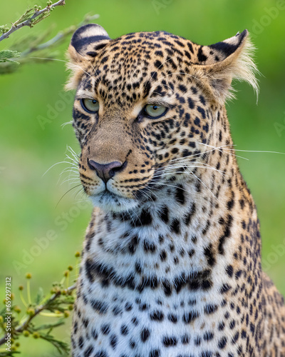 Leopard  Masai Mara  Kenya