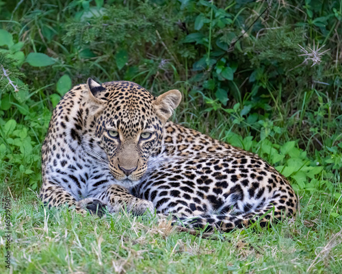 Leopard, Masai Mara, Kenya © David McGowen