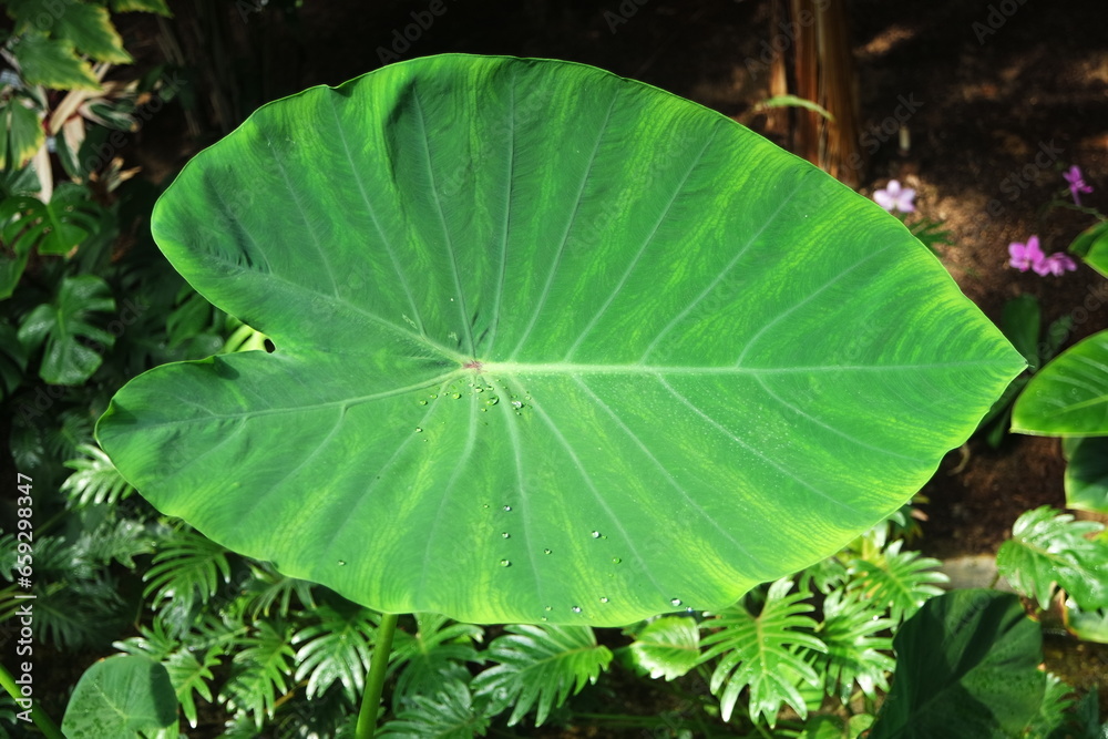 Green Colocasia Esculenta Taro Plants Taro Leaves Green Colocasia Esculenta Taro Plants Taro Leaves