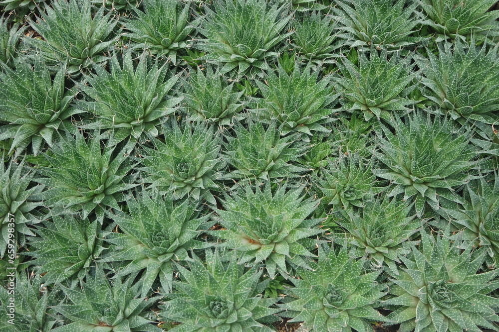 Haworthiopsis Attenuata Zebra Cactus Background Haworthiopsis Attenuata Zebra Cactus Background
