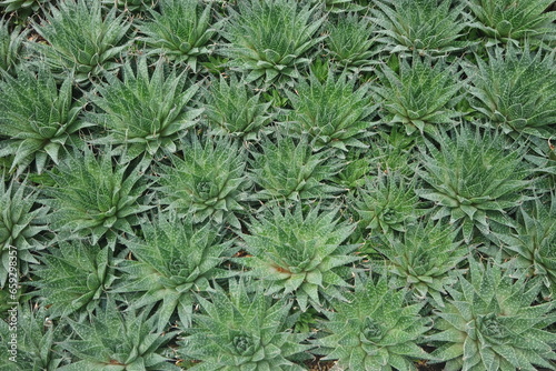 Haworthiopsis Attenuata Zebra Cactus Background