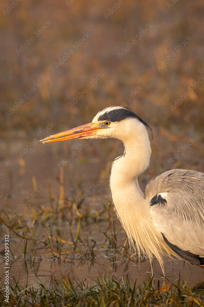 Fototapeta premium grey heron or Ardea cinerea fine art closeup or portrait in winter sunrise light at keoladeo national park or bharatpur bird sanctuary rajasthan india asia