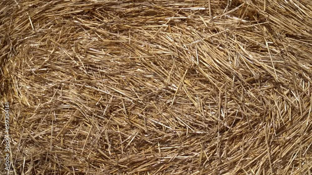 Stacks of hay in big stacks. Harvesting in agriculture. Stacks of hay in big stacks. Harvesting in agriculture.