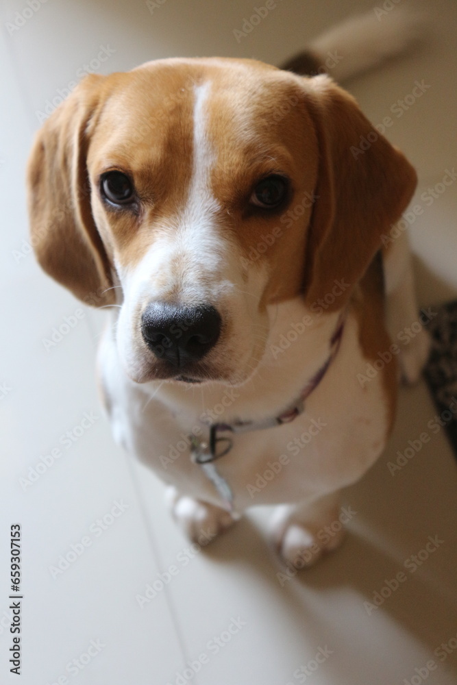 Beagle Dog Photoshoot Beagle Dog Photoshoot