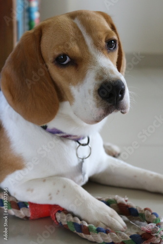 Beagle Dog Photoshoot © Kirti
