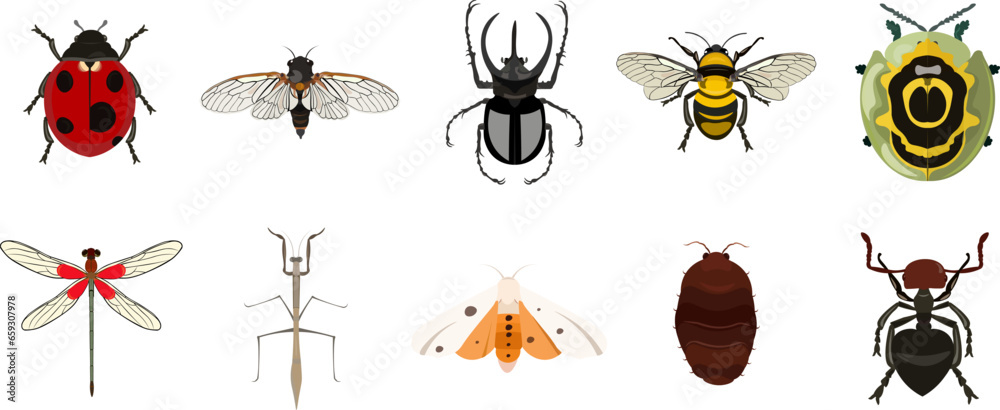 Insect Illustration Set Insect Illustration Set