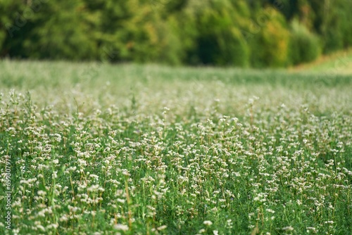 Vibrant Buckwheat Blossoms Painting the Countryside Landscape. A Panoramic View of a Flourishing Summer Buckwheat Field. Embracing Agriculture's Natural Beauty. Agriculture concept.