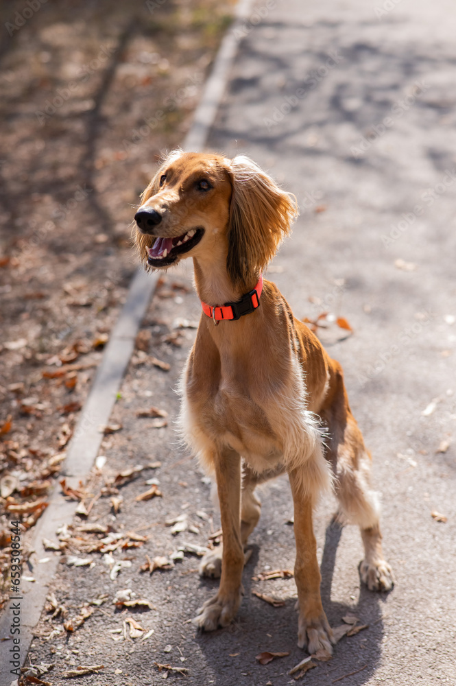 Tazy. Central Asian Greyhound walking in autumn. 