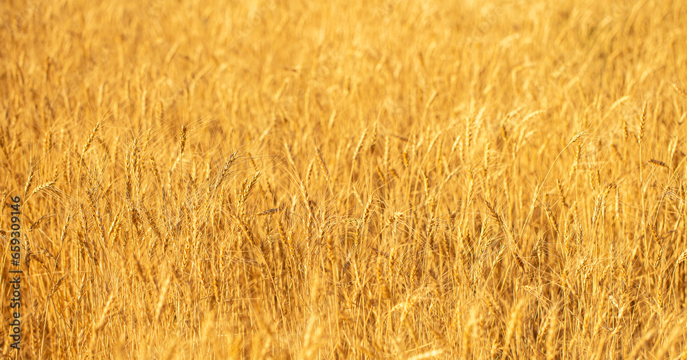 Wheat field on a sunny day. Grain farming, ears of wheat close-up. Agriculture, growing food products. Wheat field on a sunny day. Grain farming, ears of wheat close-up. Agriculture, growing food products.