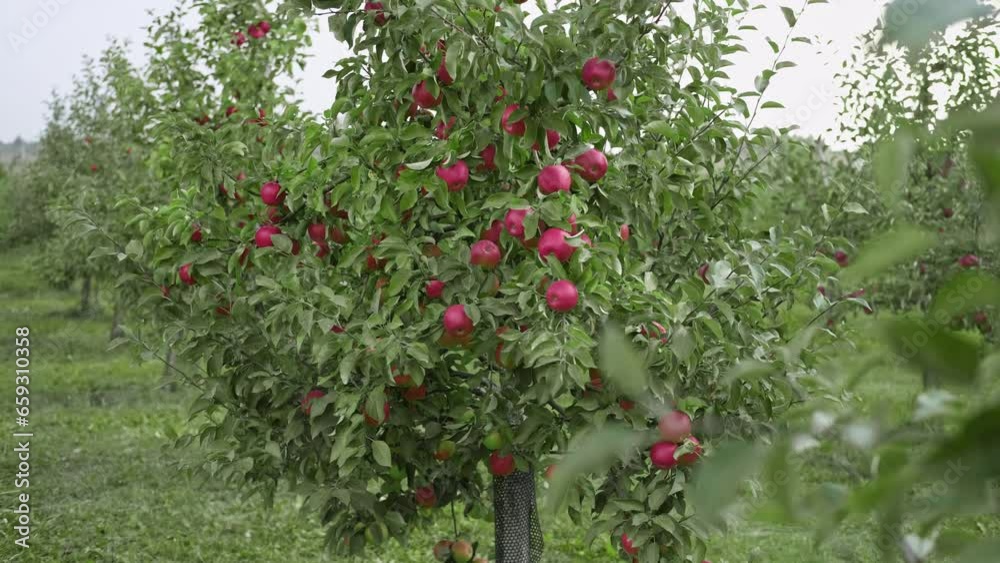 Apple Before Ripe Ripe Apples in the Apple Orchard before Harvesting. Big Red delicious ...