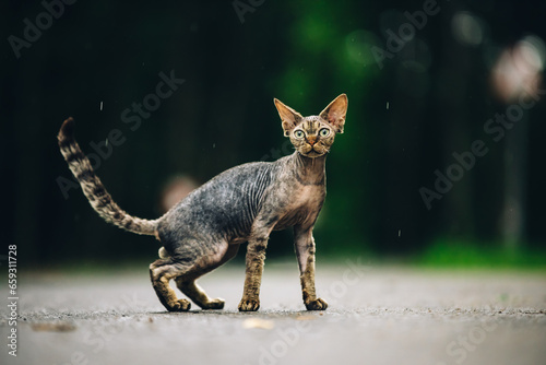 Foto Devon Rex Cat With Dark Brown Tabby Fur Color On Walkway Under Rain
