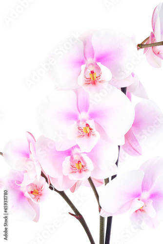 Orchid flower blooming