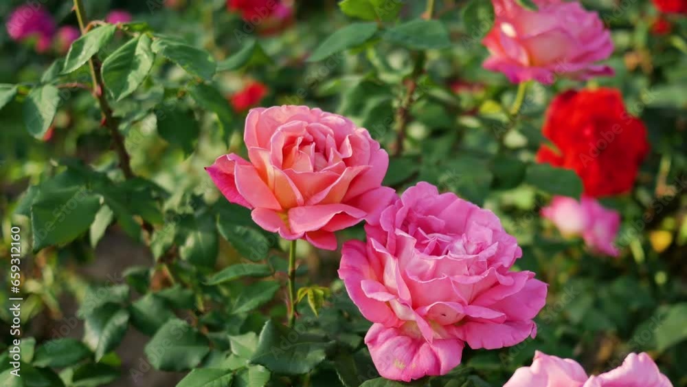 Chinese roses in full bloom in the park Chinese roses in full bloom in the park